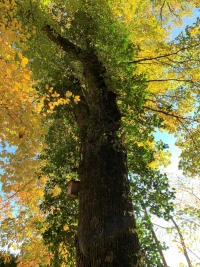 Wald und Klimawandel